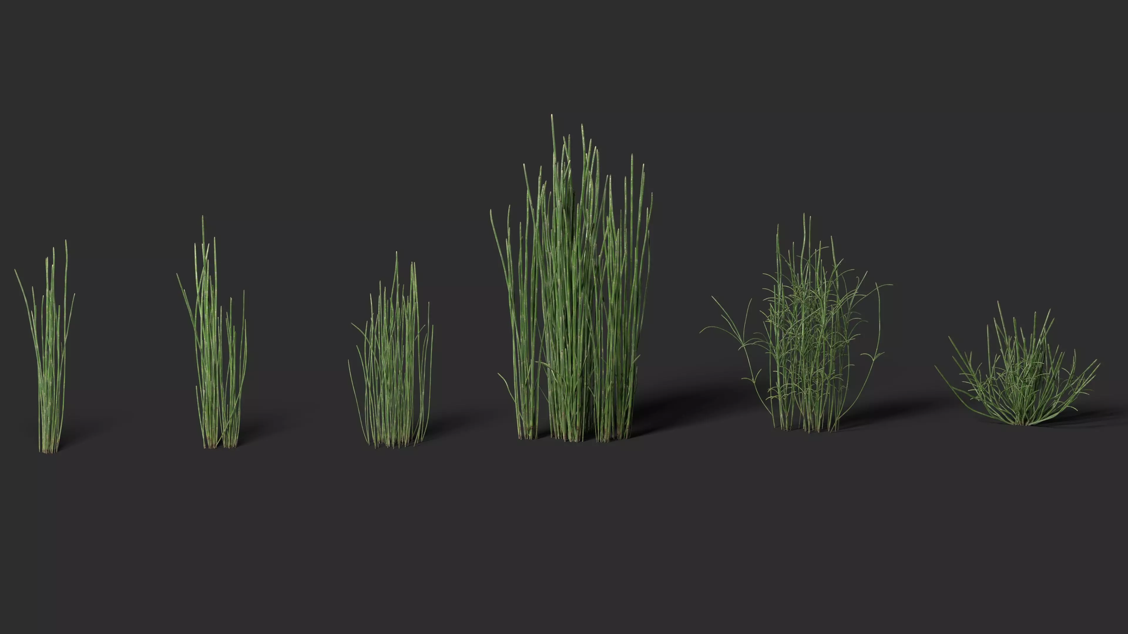 Grass - Equisetum hyemale-01 3D model_0