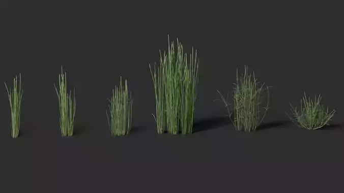Grass - Equisetum hyemale-01
