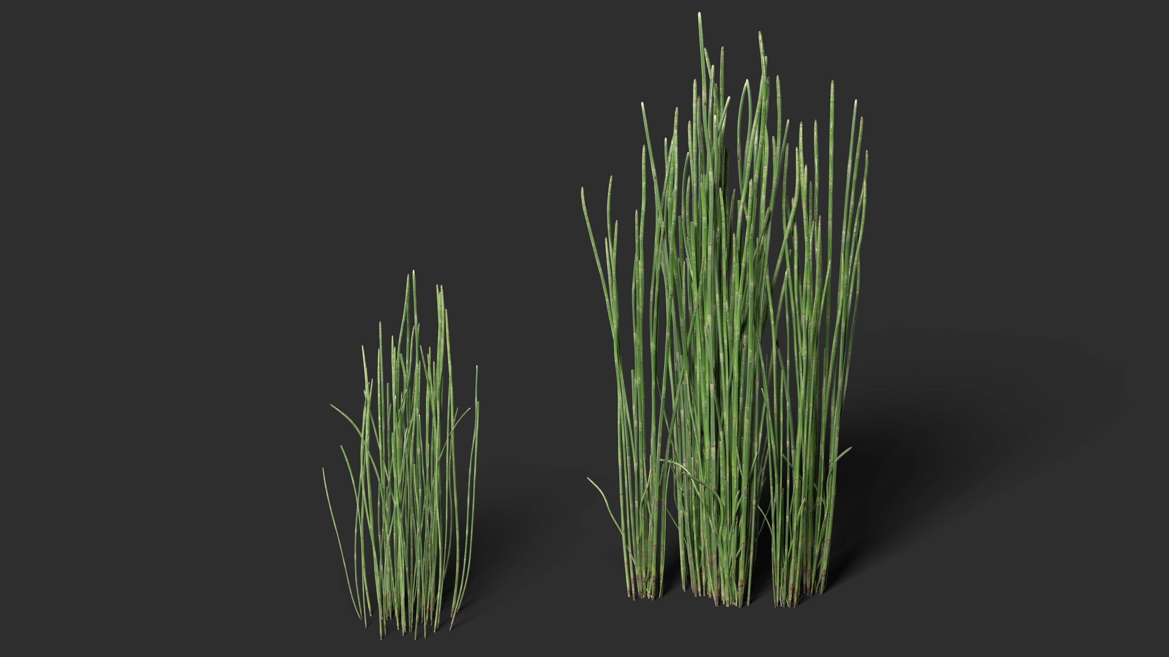 Grass - Equisetum hyemale-01 3D model_2