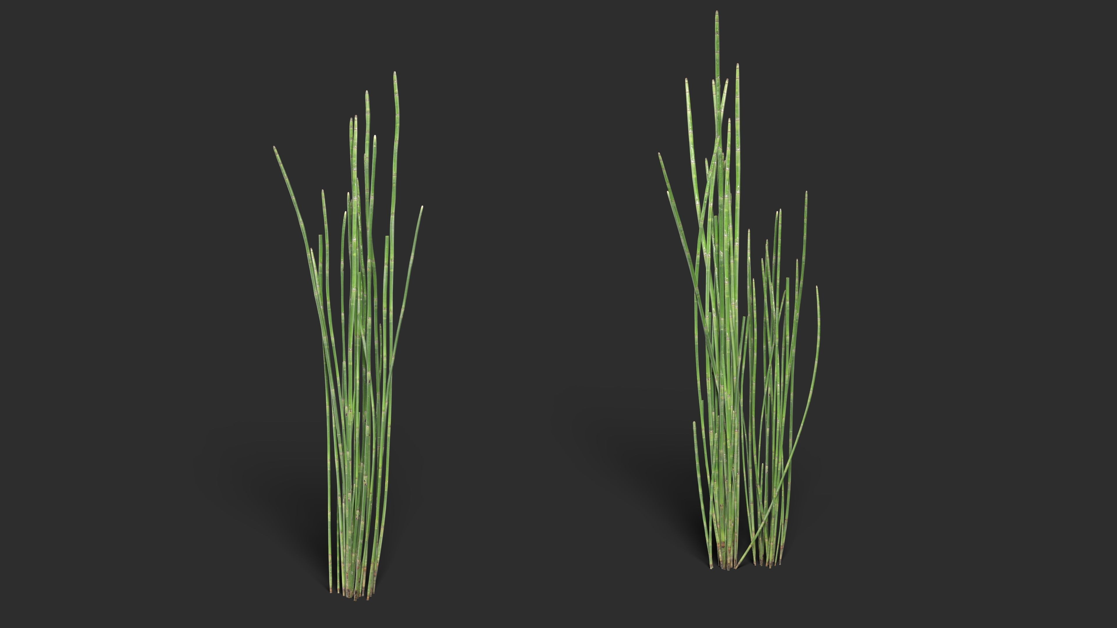 Grass - Equisetum hyemale-01 3D model_1