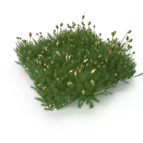 Polytrichum commune SINGLE Low-poly 3D model