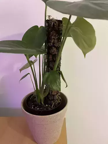 Moss pole 3D model