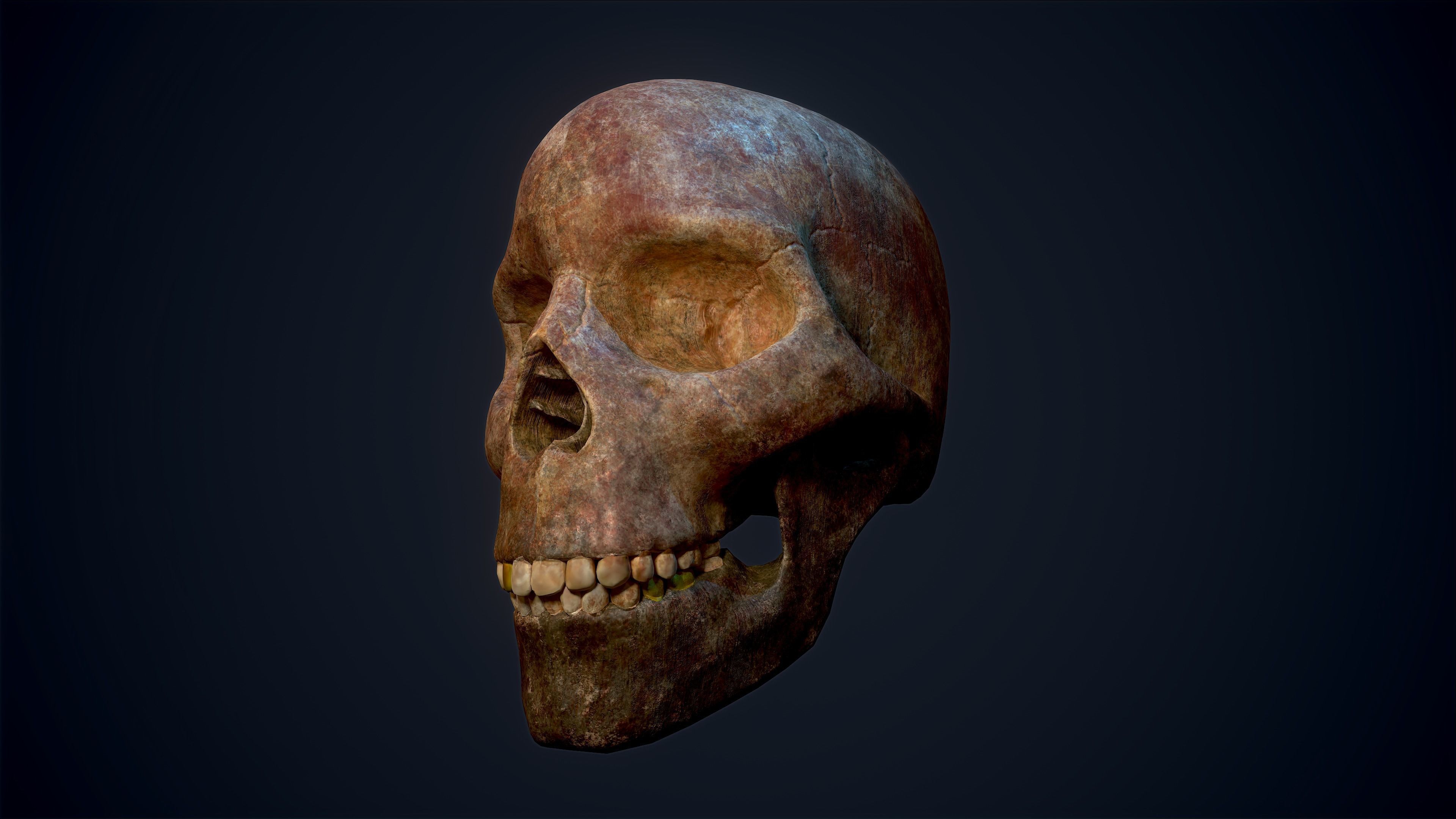 Skull Study Pack 3D print model_6