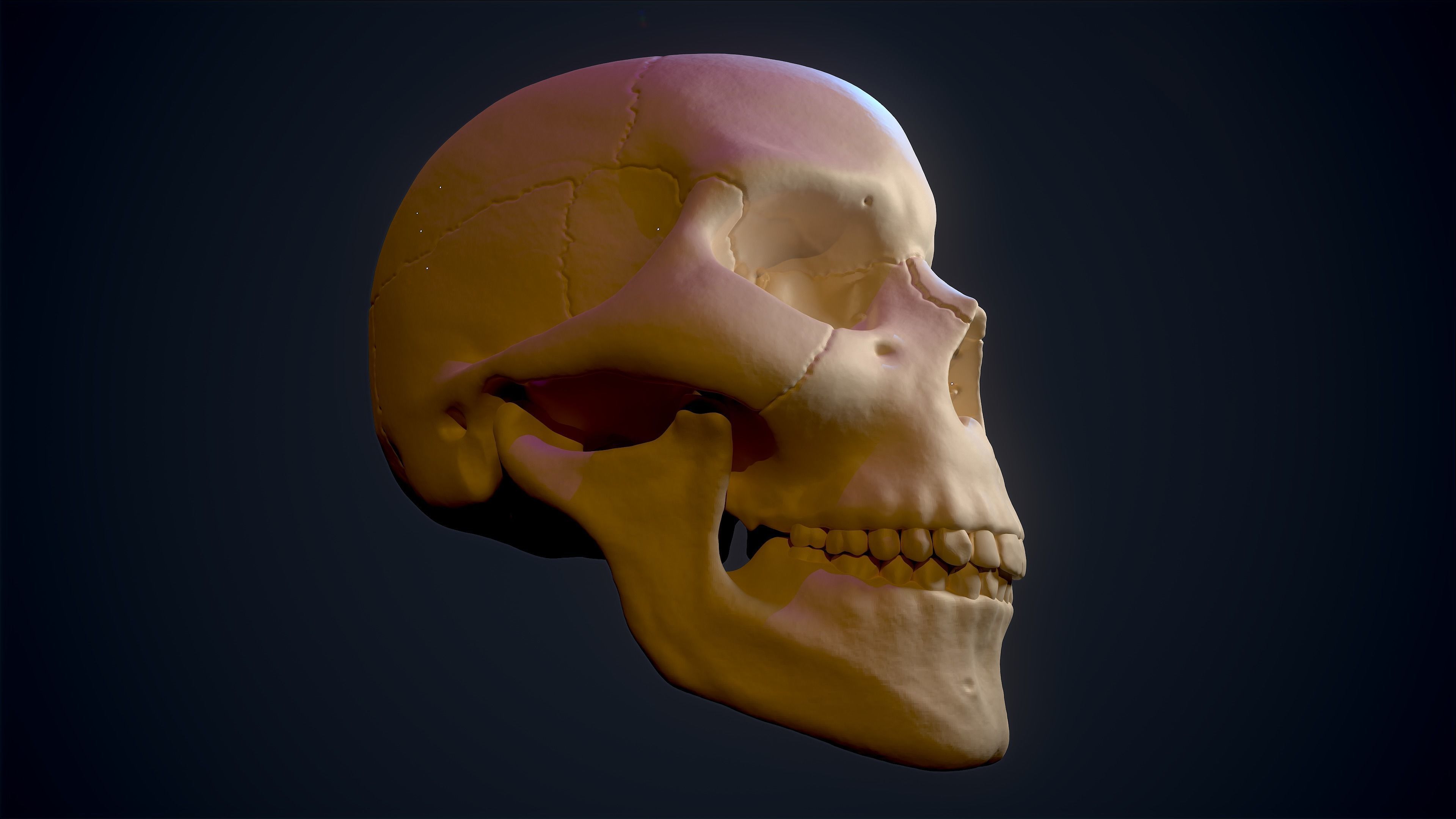Skull Study Pack 3D print model_10