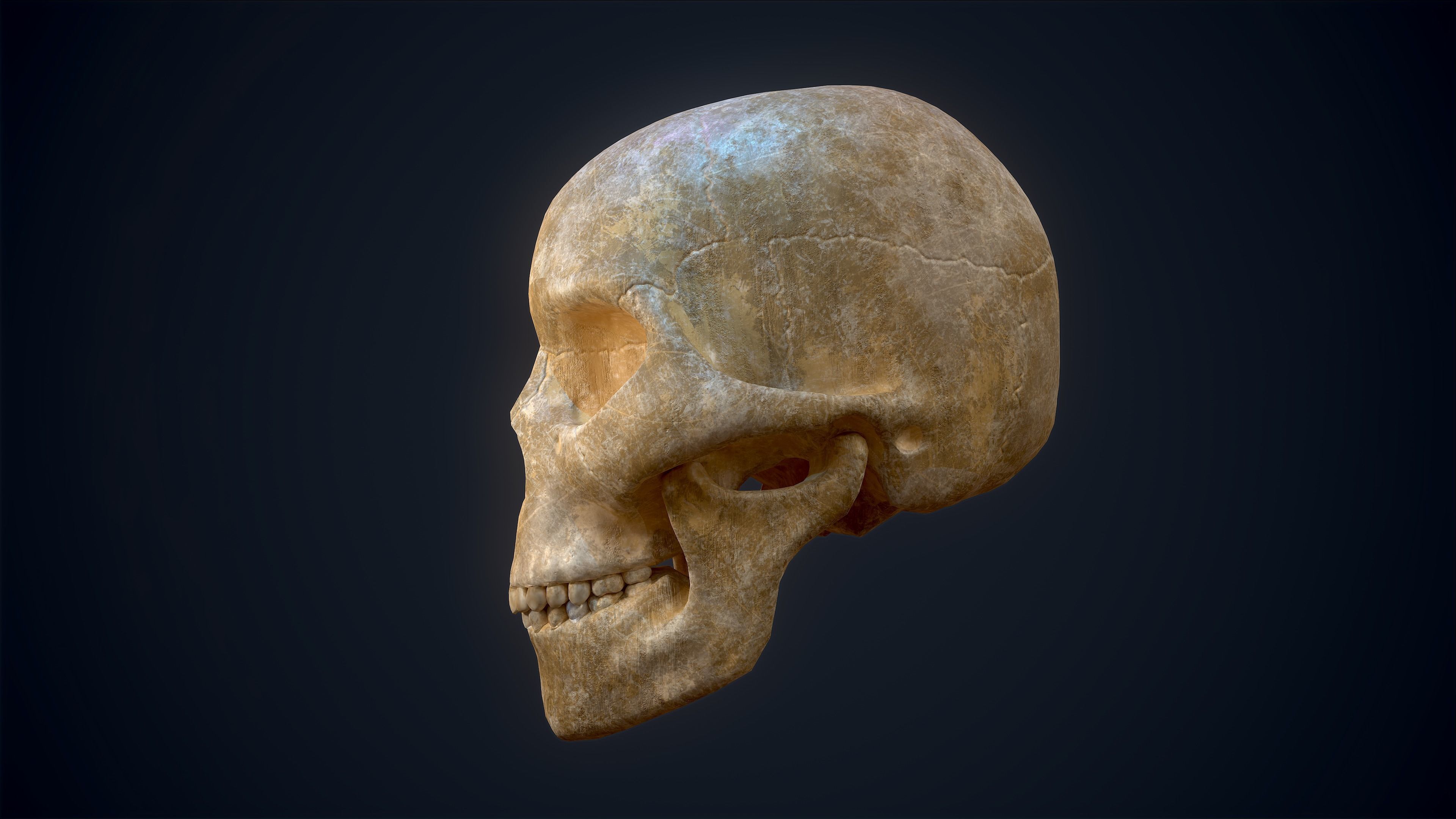 Skull Study Pack 3D print model_3