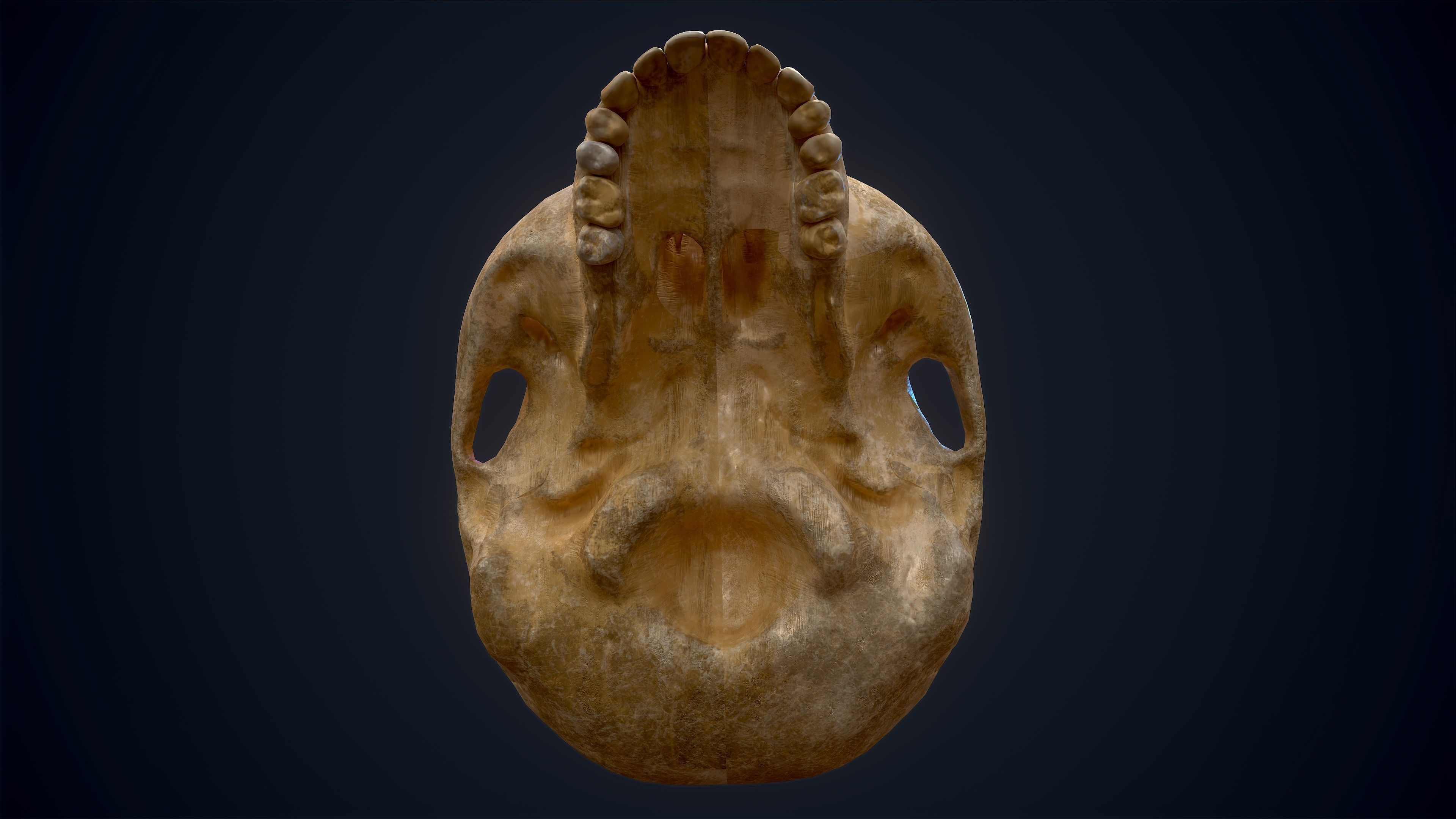 Skull Study Pack 3D print model_8