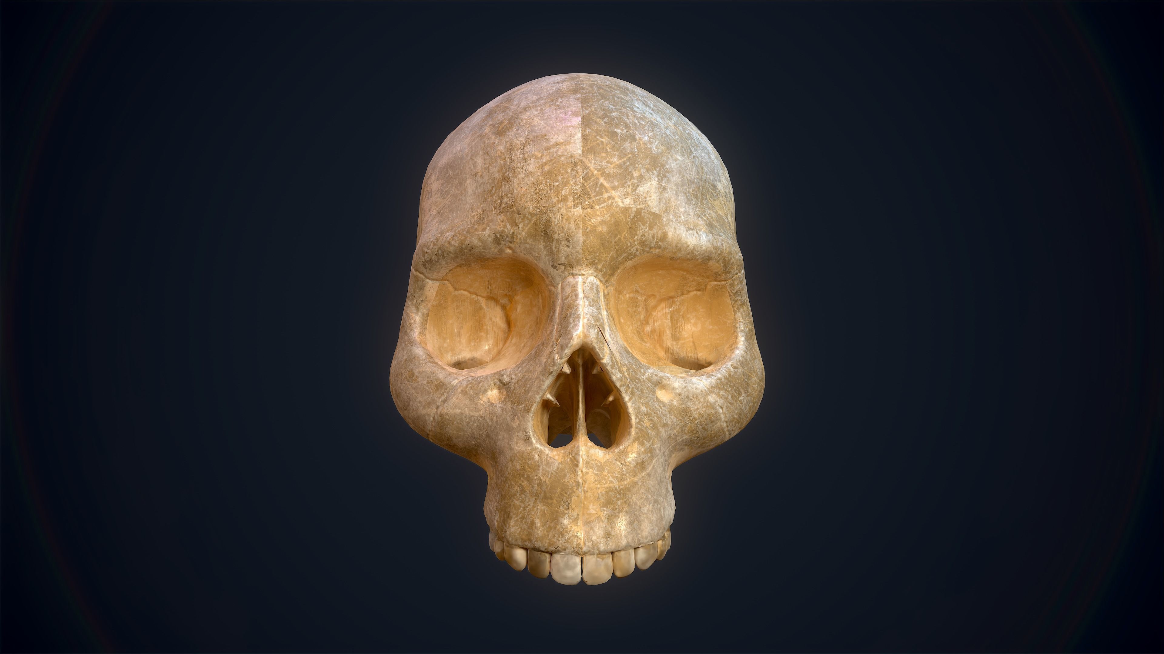 Skull Study Pack 3D print model_13