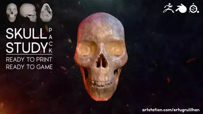 Skull Study Pack 3D print model