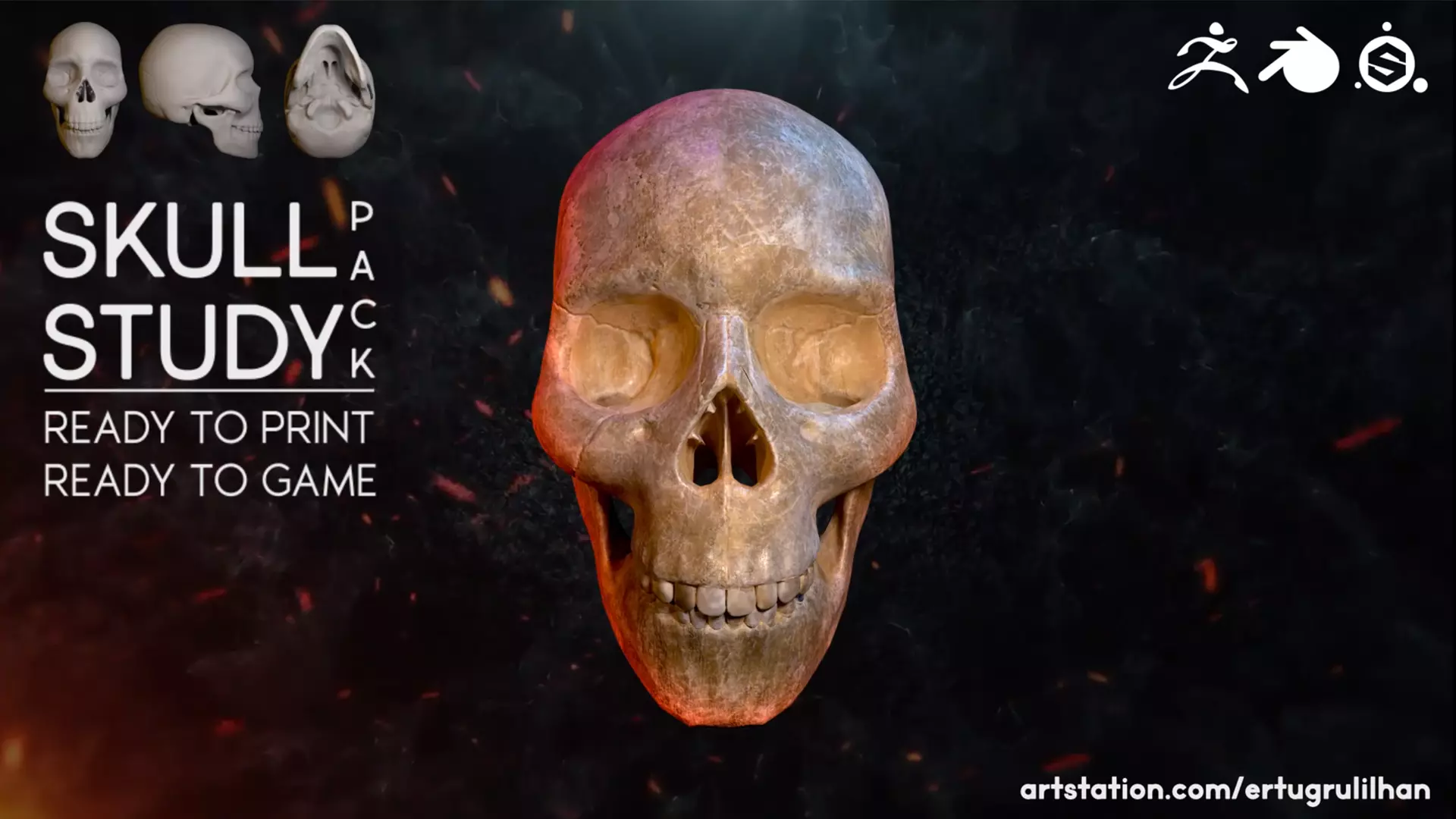 Skull Study Pack 3D print model_0