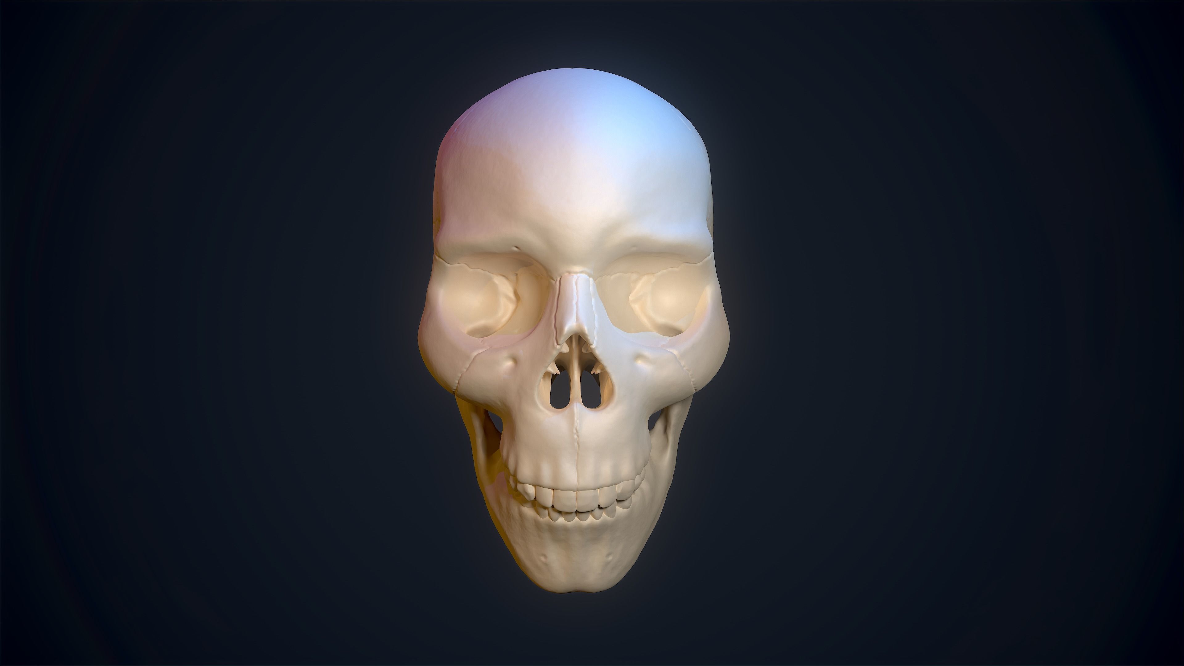 Skull Study Pack 3D print model_11