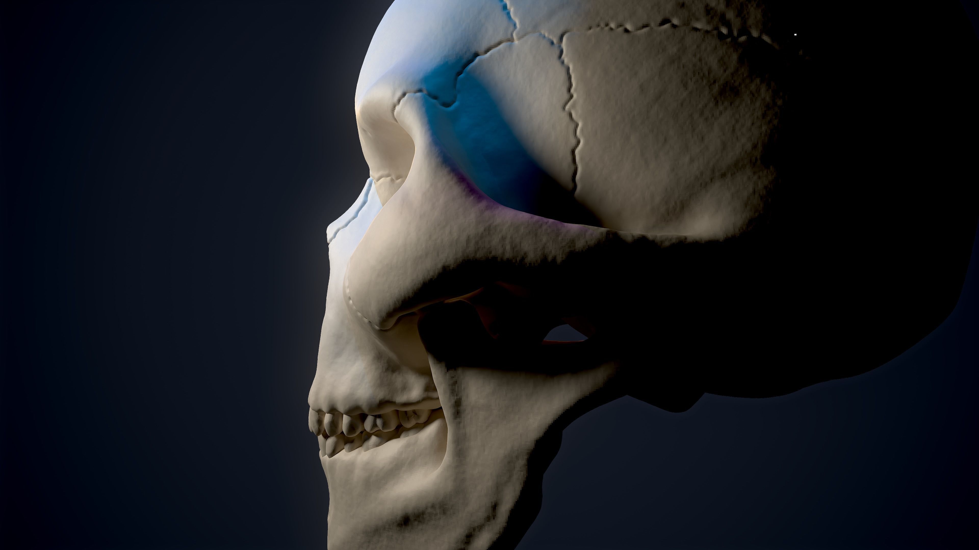 Skull Study Pack 3D print model_14