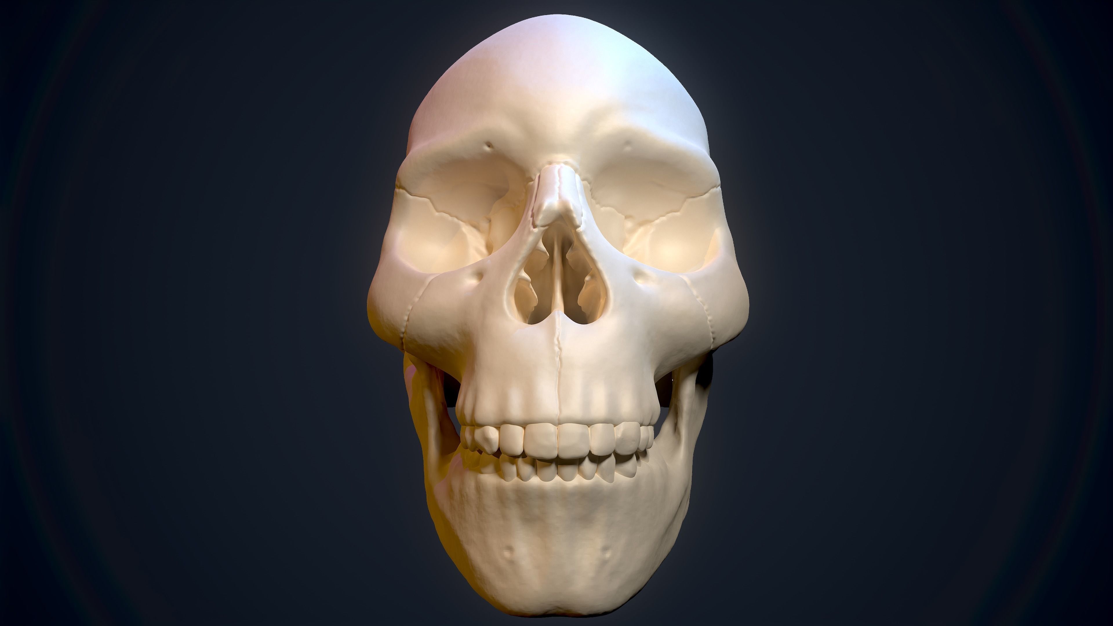 Skull Study Pack 3D print model_9