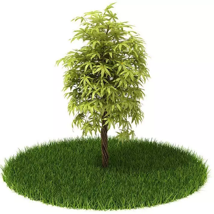 Green Tree 3D model_0