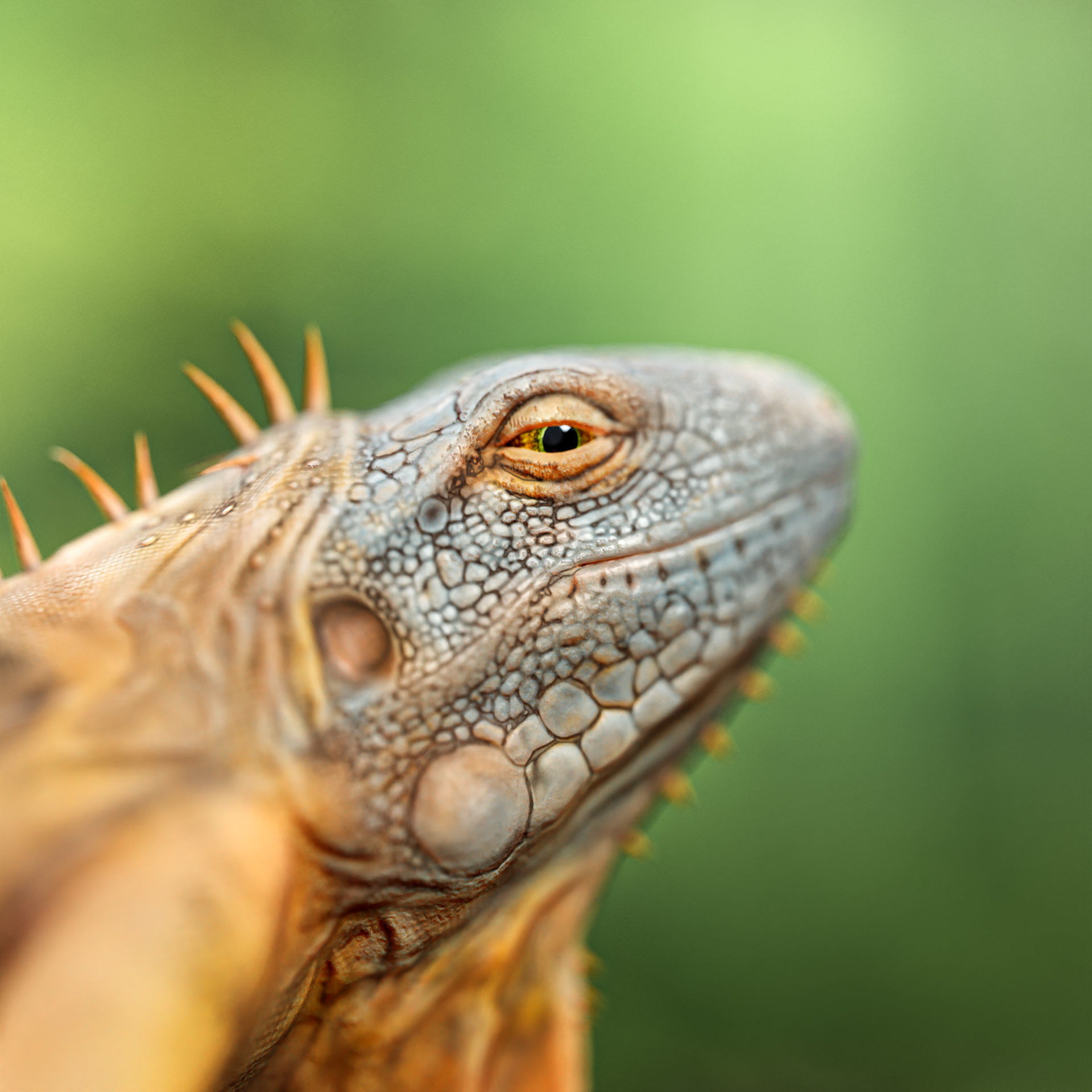 Realistic Iguana Game ready 3D model on rock in forest Low-poly 3D model_6