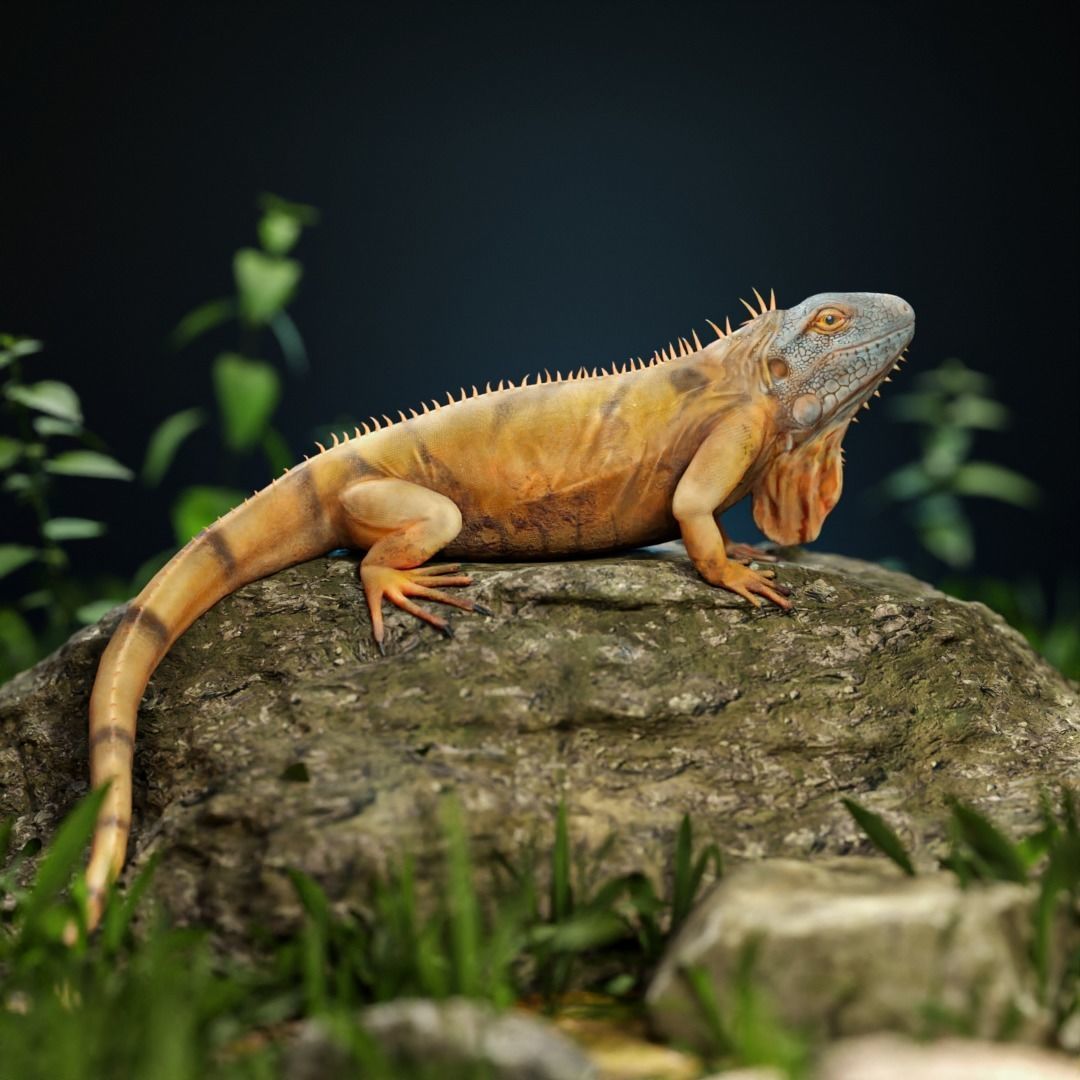 Realistic Iguana Game ready 3D model on rock in forest Low-poly 3D model_7