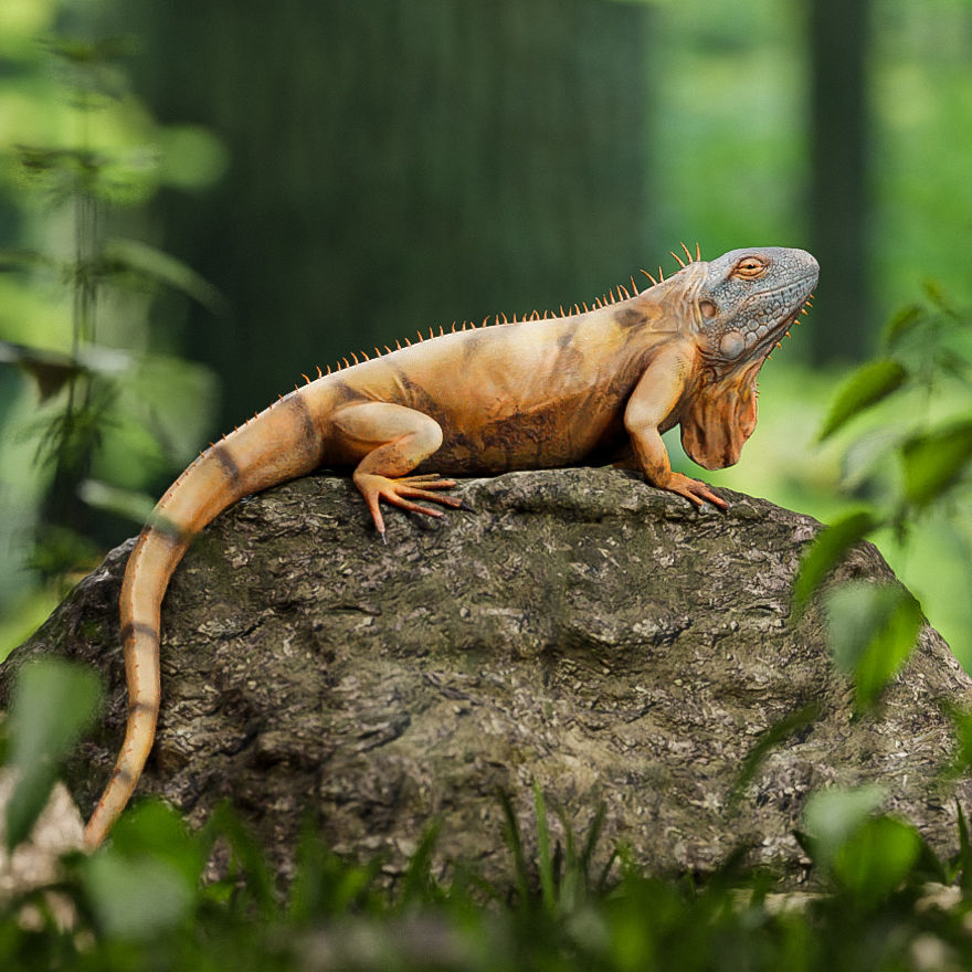 Realistic Iguana Game ready 3D model on rock in forest Low-poly 3D model_2