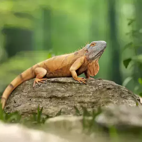 Realistic Iguana Game ready 3D model on rock in forest Low-poly 3D model
