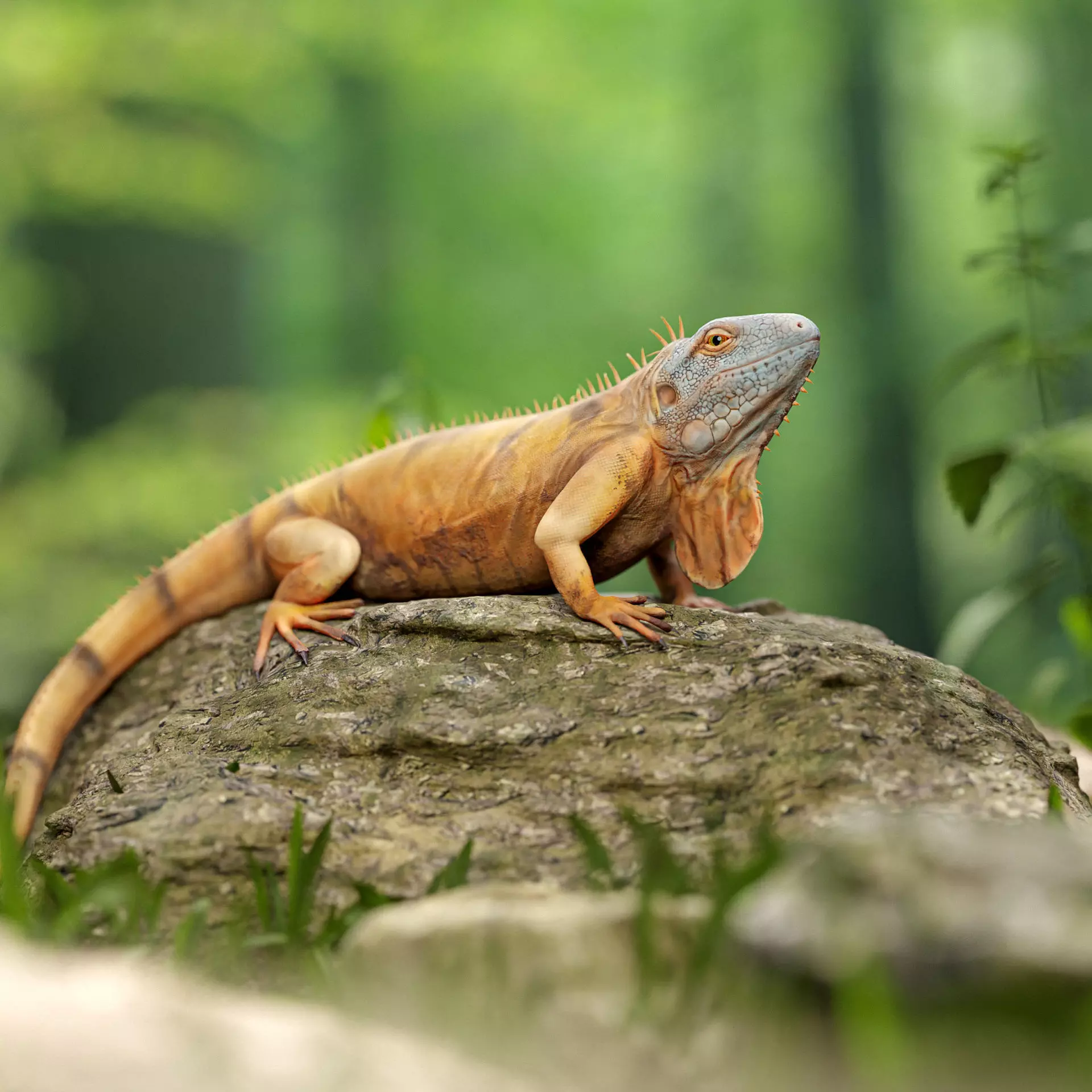 Realistic Iguana Game ready 3D model on rock in forest Low-poly 3D model_0