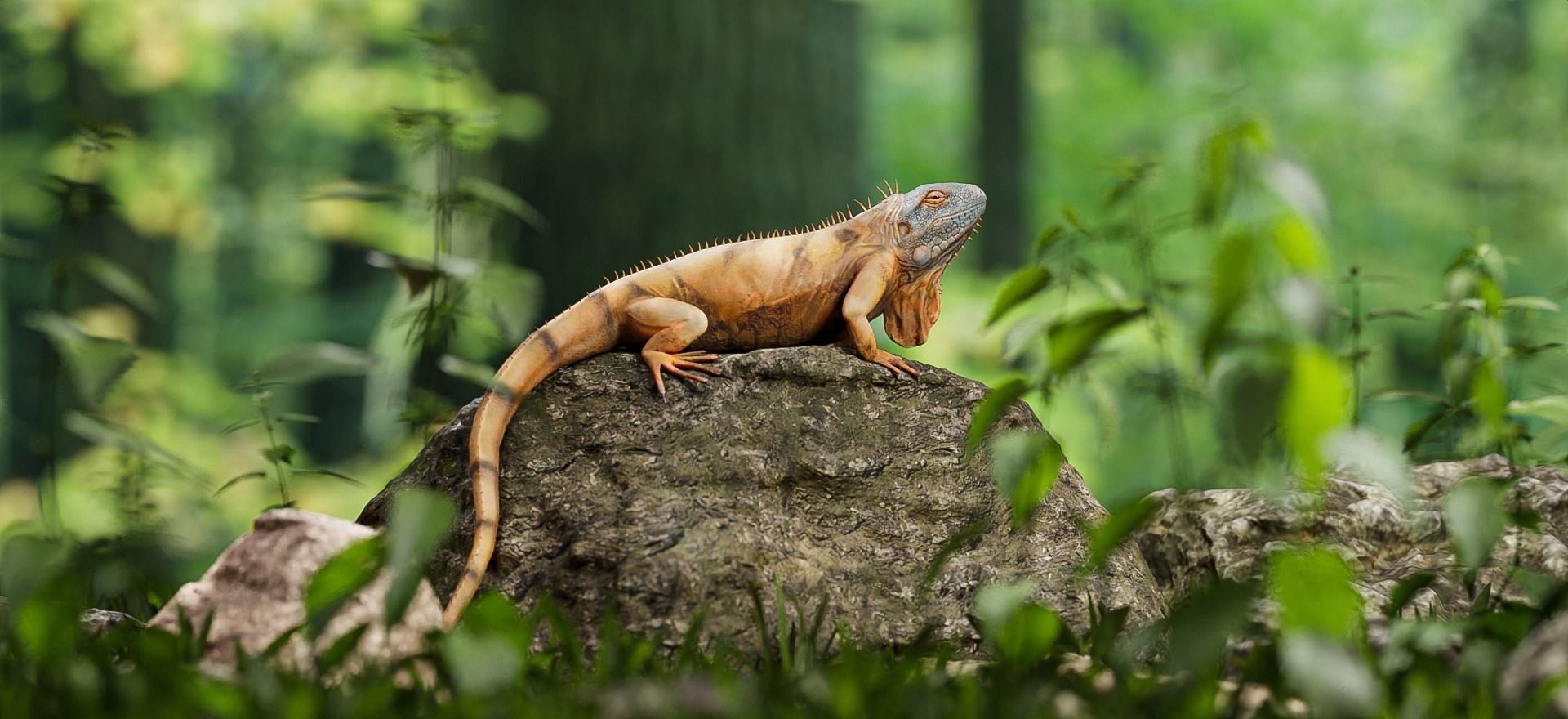 Realistic Iguana Game ready 3D model on rock in forest Low-poly 3D model_5