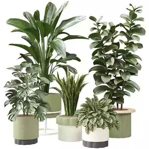 indoor plant collection set 001