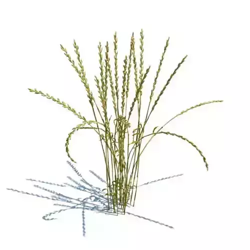 Wheat stalk of grass