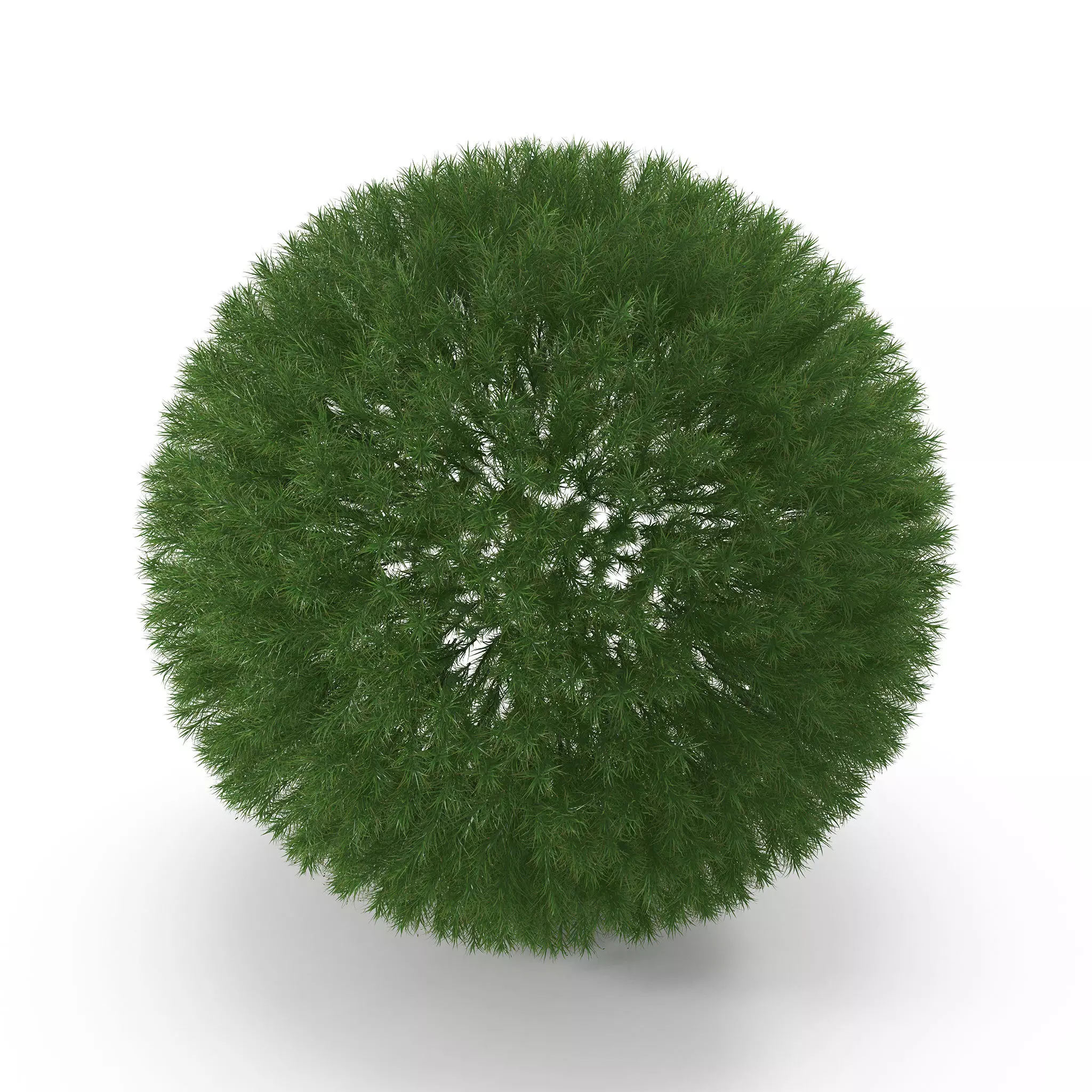 Polytrichum commune BRANCH Low-poly 3D model_0