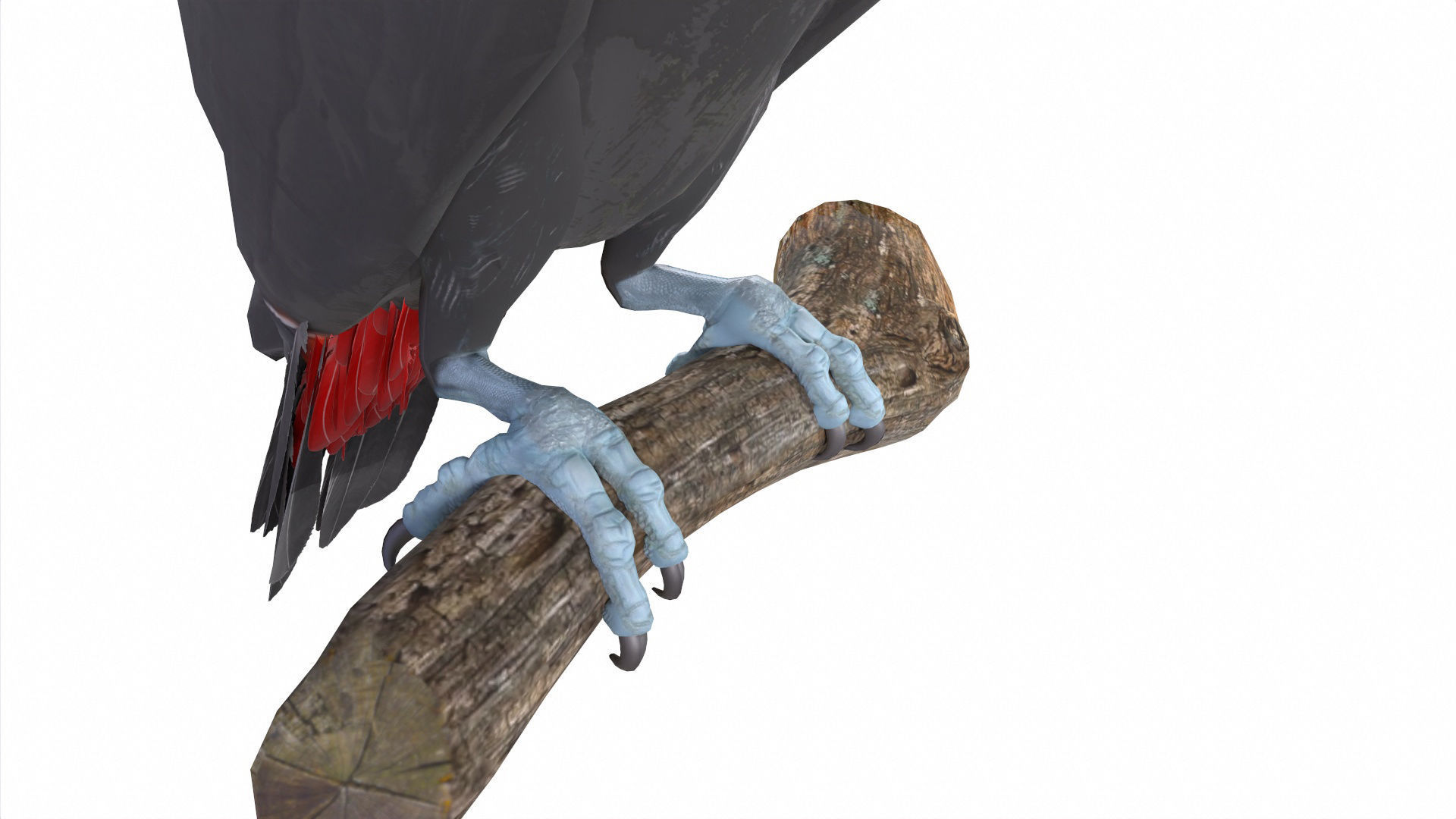 Toucan on branch 3D model_6