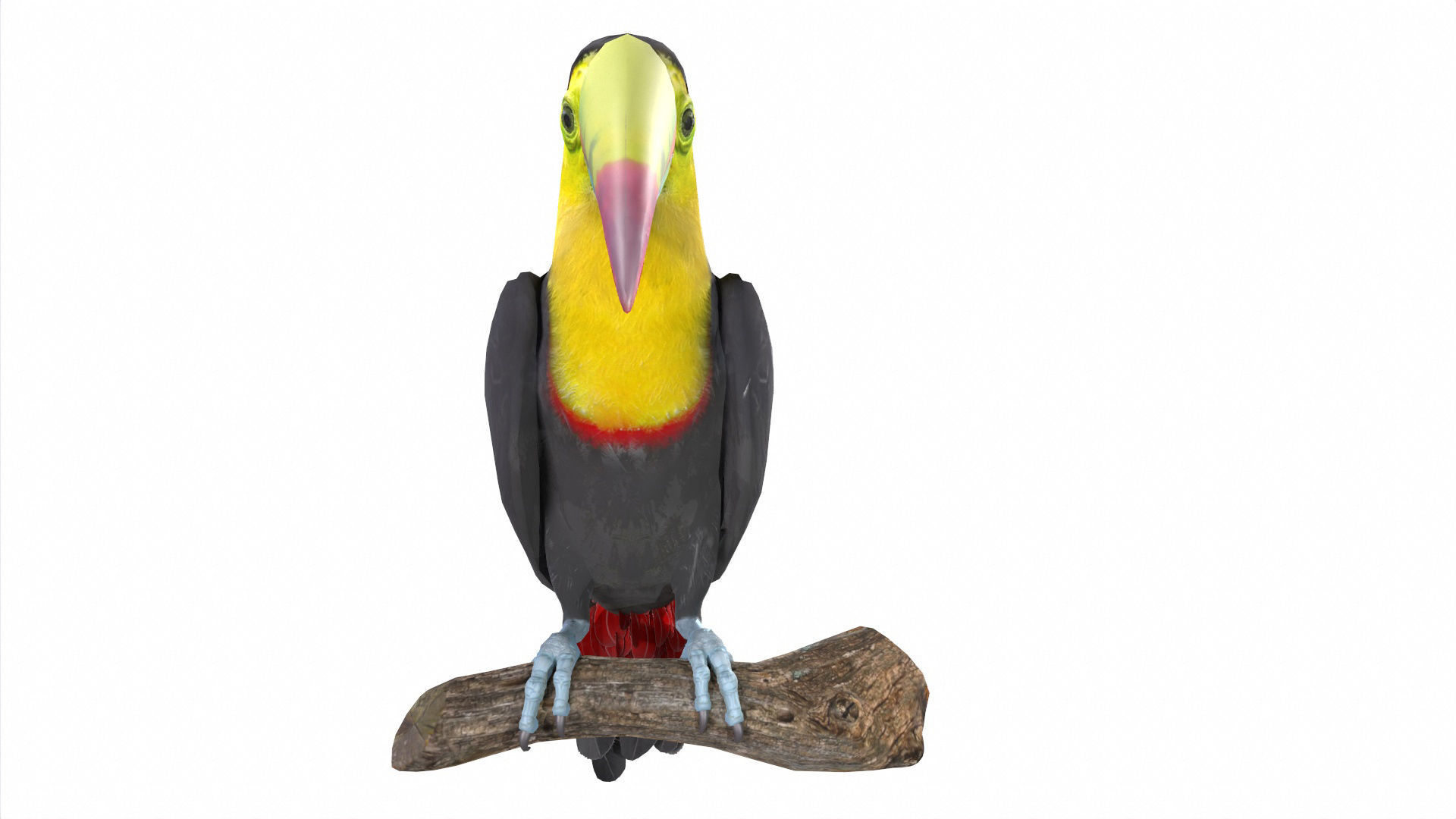Toucan on branch 3D model_2