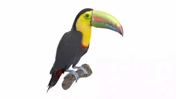 Toucan on branch 3D model