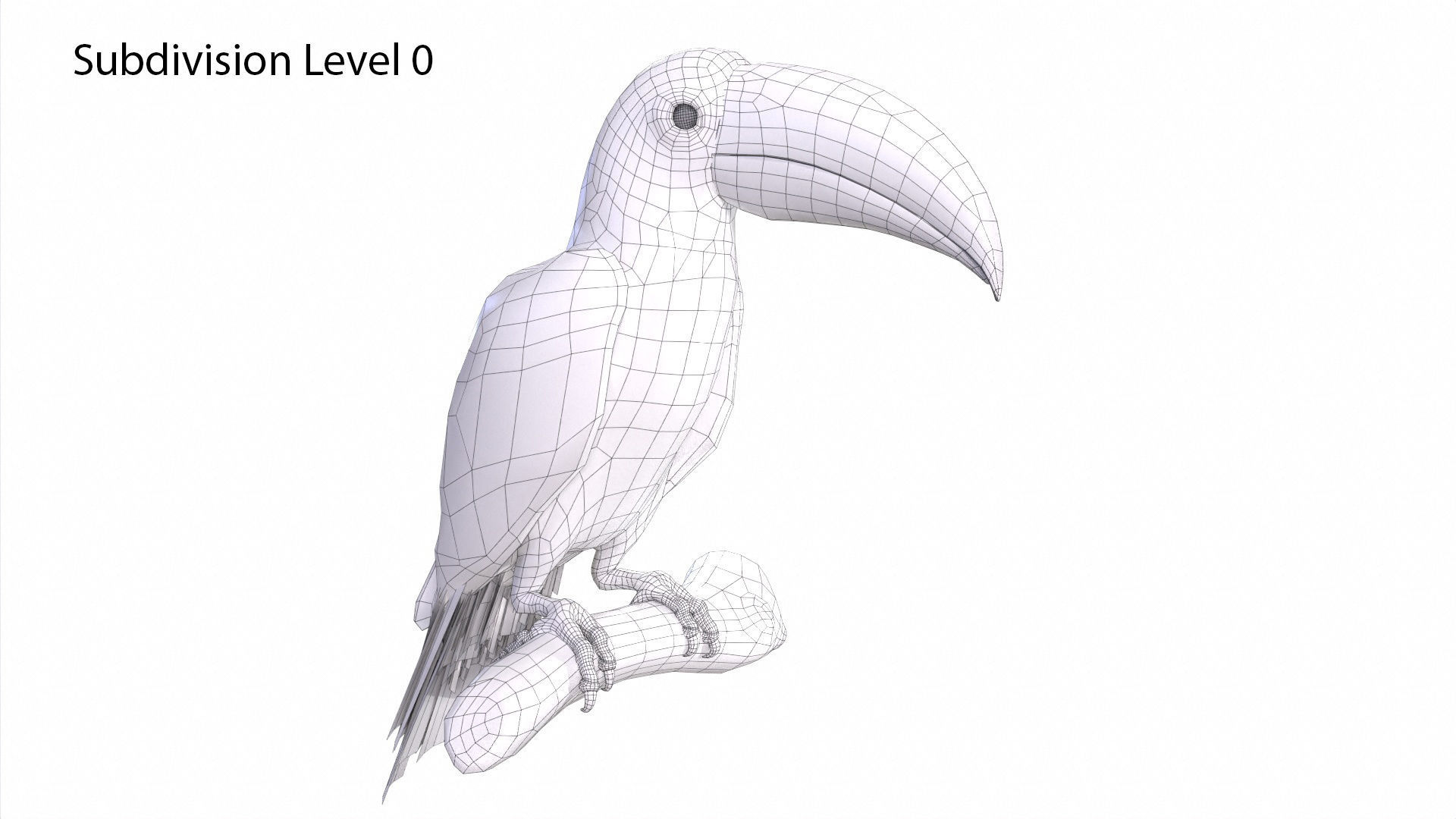Toucan on branch 3D model_10