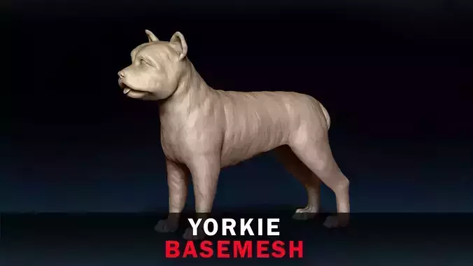 Yorkie Base Mesh 3D model
