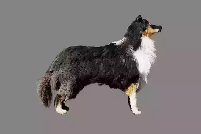 Sheltie dog pet Free 3D model