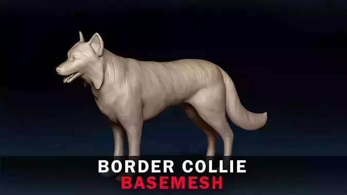 Border Collie Base Mesh 3D model