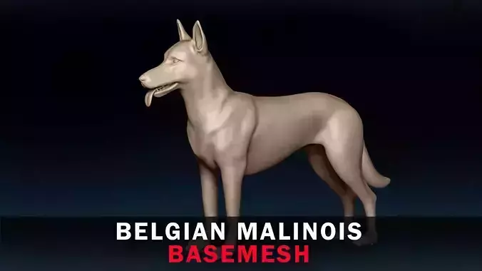 Belgian Malinois Base Mesh 3D model