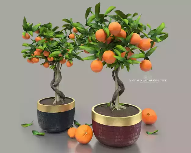 mandarin and orange tree