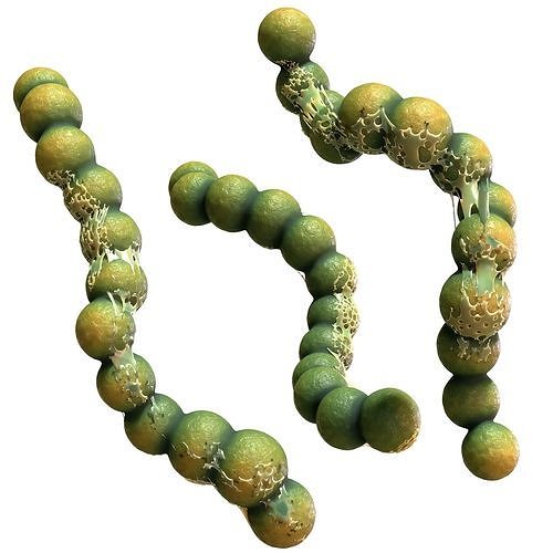 Streptococcus group of beads 3D model
