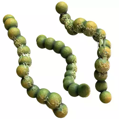 Streptococcus group of beads