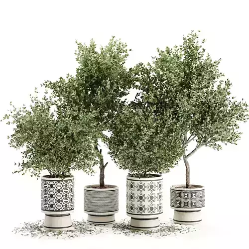 Indoor plant collection 23