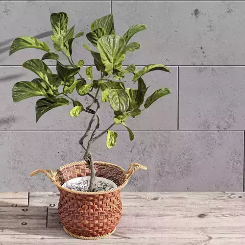 Plant Indoor Fiddle Leaf Fig02 3D model