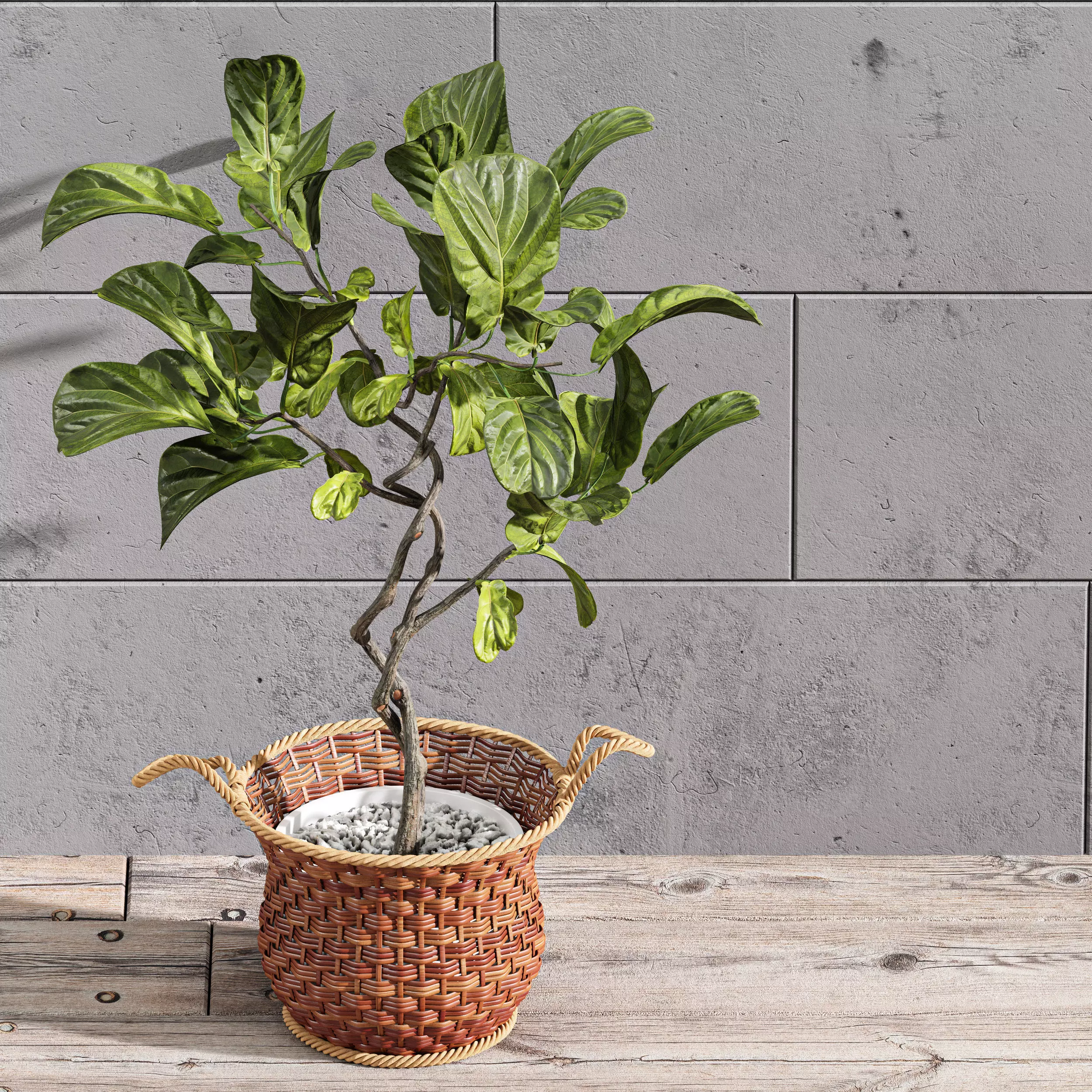 Plant Indoor Fiddle Leaf Fig02 3D model