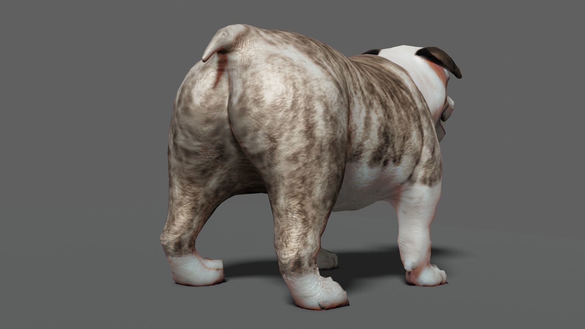 bulldog Low-poly 3D model_19
