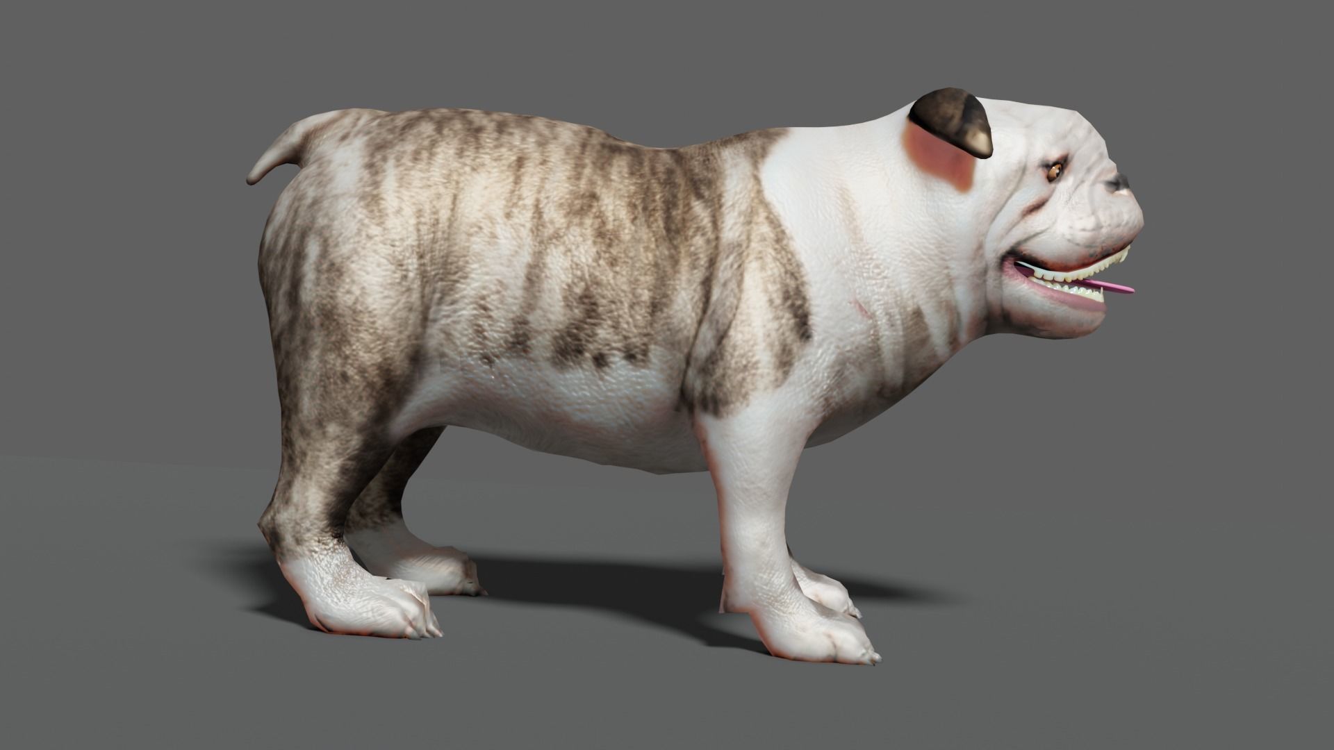 bulldog Low-poly 3D model_2