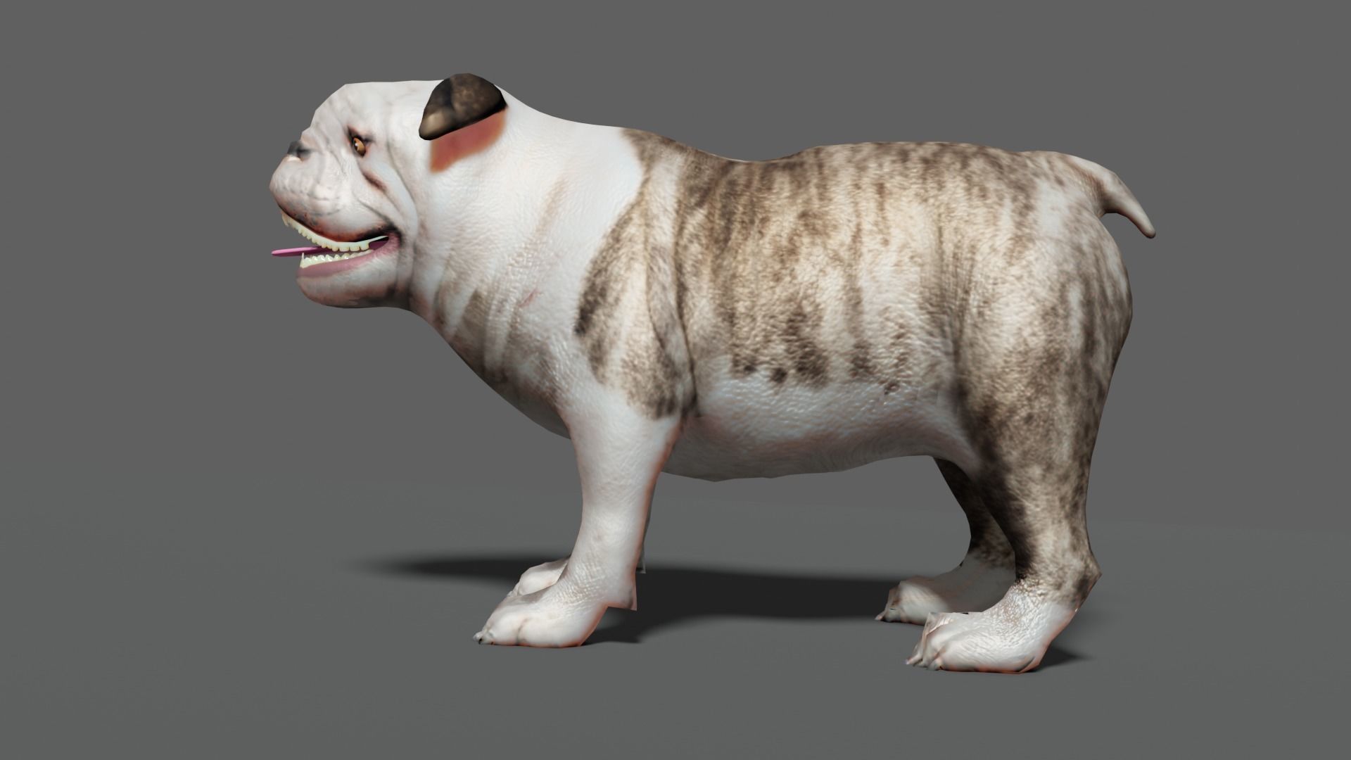 bulldog Low-poly 3D model_16