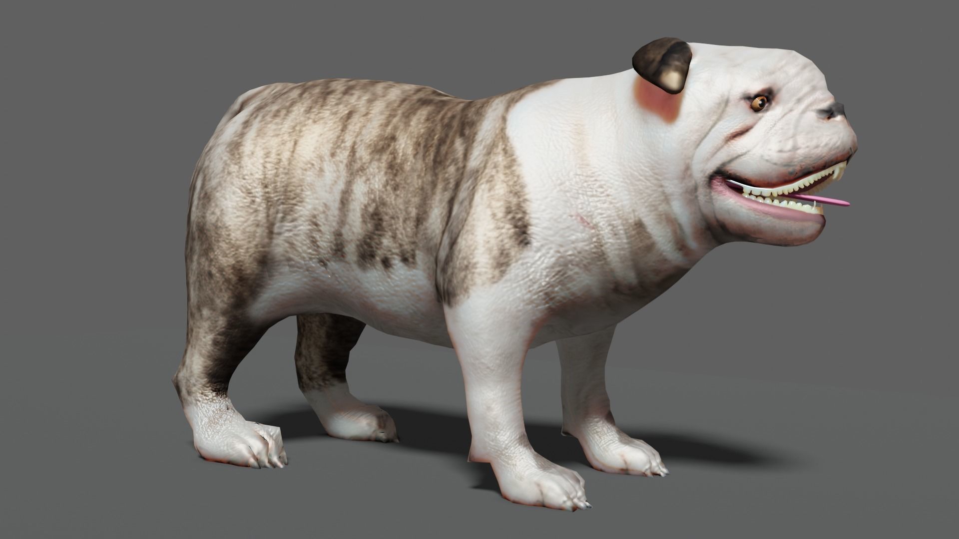 bulldog Low-poly 3D model_11