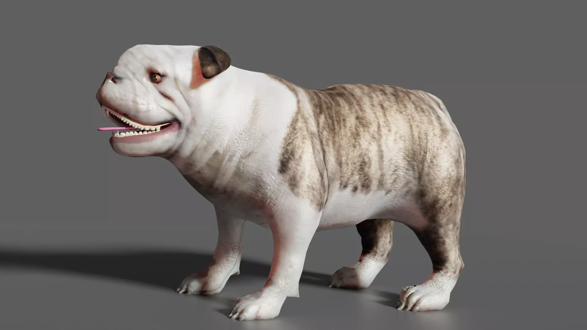bulldog Low-poly 3D model_0