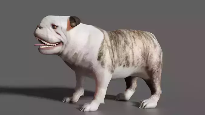 bulldog Low-poly 3D model