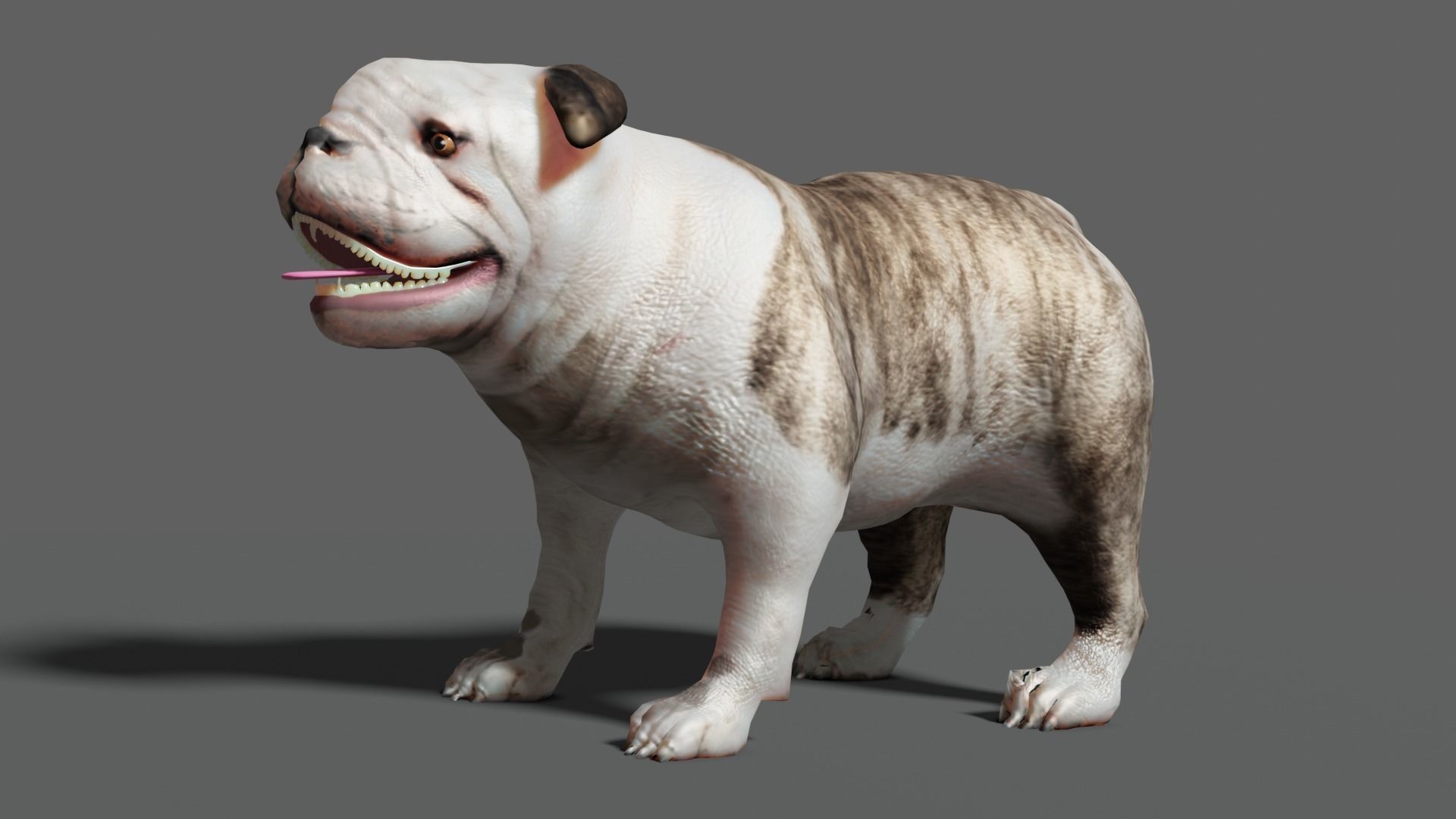 bulldog Low-poly 3D model_8
