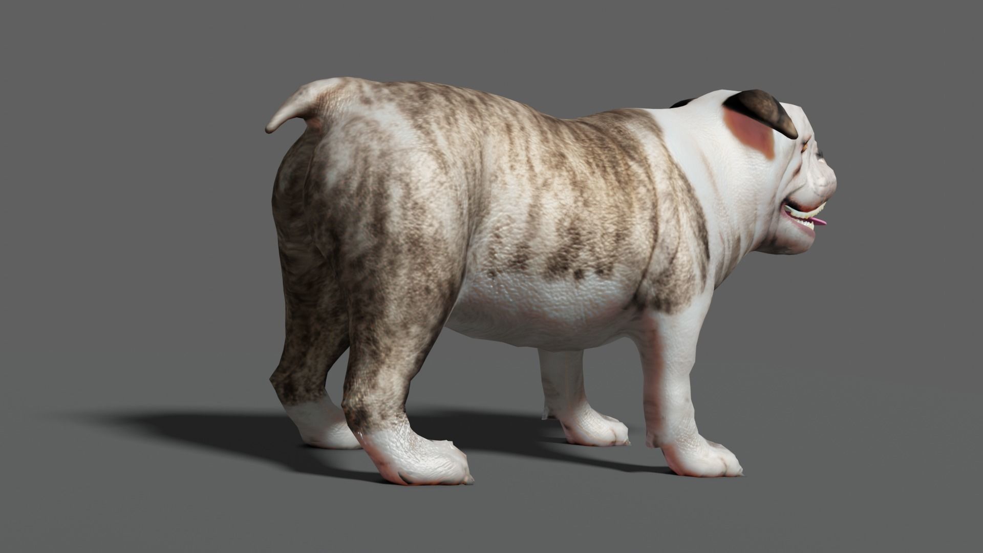 bulldog Low-poly 3D model_14