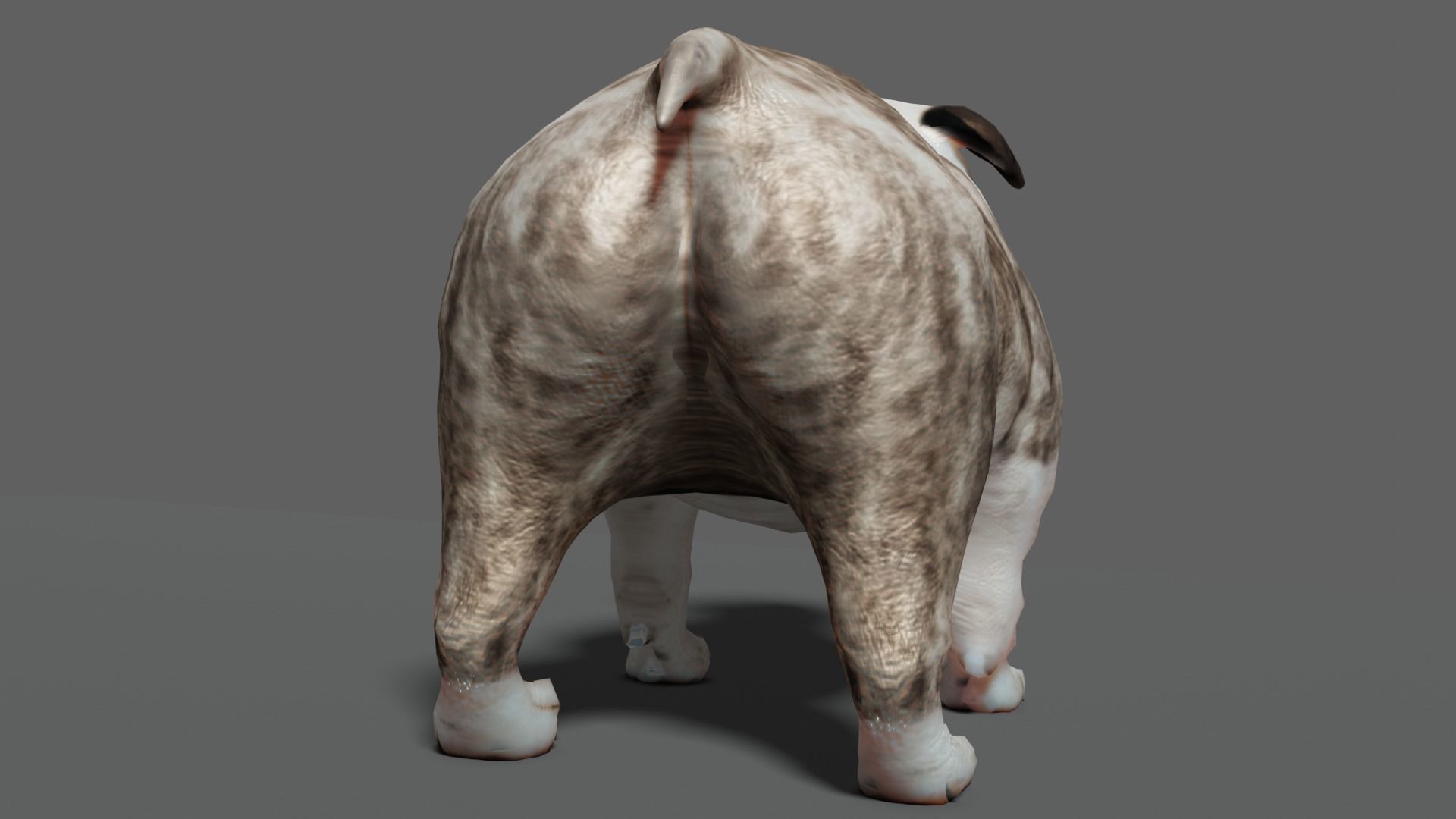 bulldog Low-poly 3D model_17