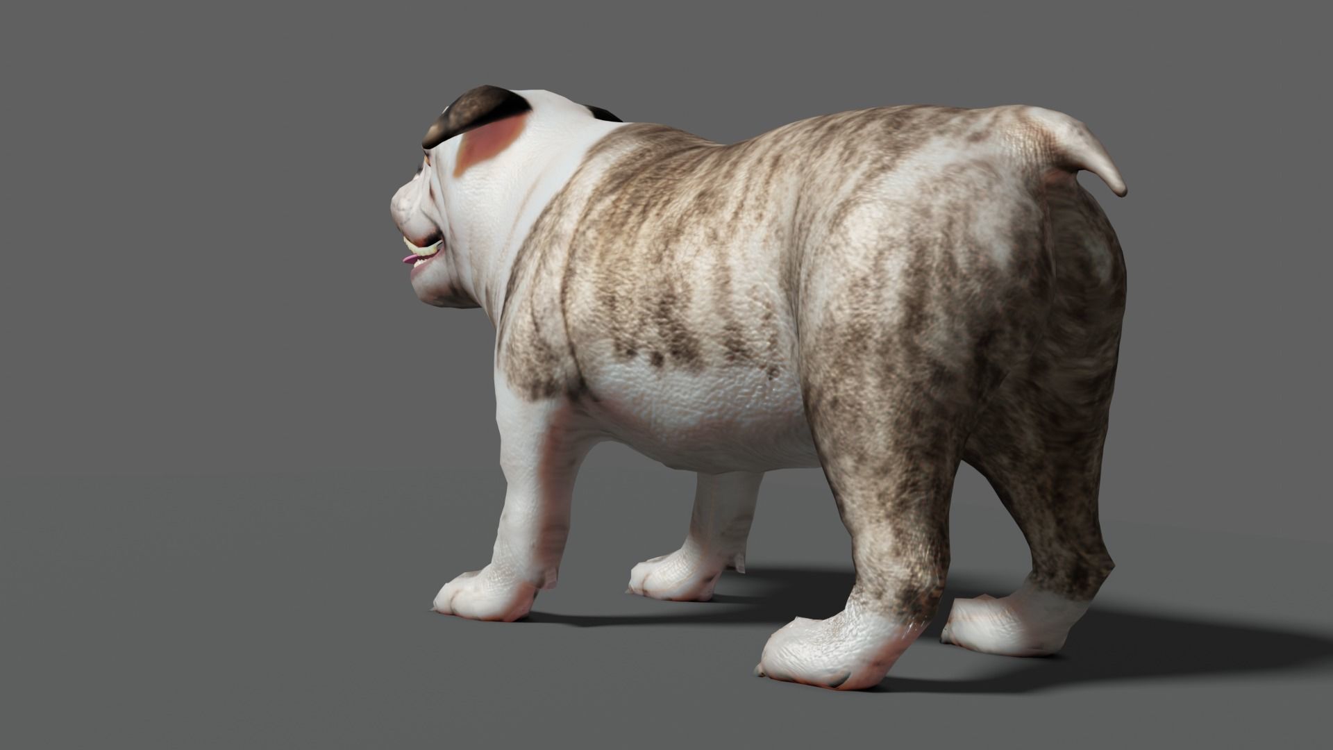 bulldog Low-poly 3D model_15